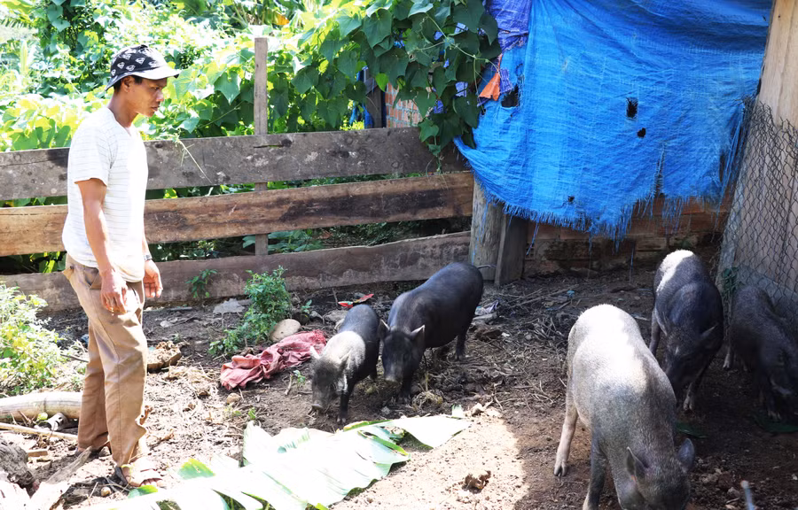 Mô hình nuôi heo đen bản địa được nhiều hộ dân làng Kon Lôk 1 (xã Đak Rong) lựa chọn để phát triển kinh tế. Ảnh: Minh Phương