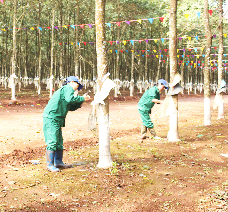  Vườn cao su của Công ty TNHH một thành viên Cao su Mang Yang. Ảnh: Nguyễn Diệp