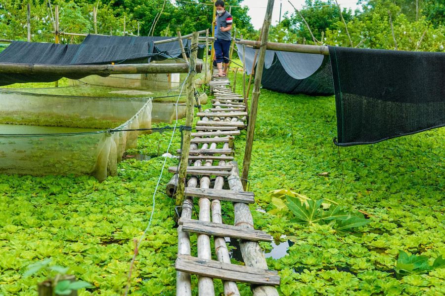 Trại nuôi ốc theo hướng hữu cơ của anh Khương được đầu tư hệ thống xử lý nguồn nước. Ảnh: Duy Tân