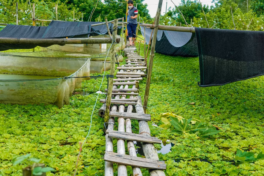Trại nuôi ốc theo hướng hữu cơ của anh Khương được đầu tư hệ thống xử lý nguồn nước. Ảnh: Duy Tân
