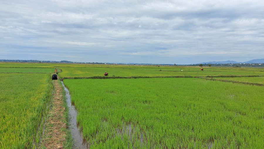 Người dân chăm sóc cánh đồng một giống. Ảnh: Nguyễn Diệp Người dân chăm sóc cánh đồng một giống. Ảnh: Nguyễn Diệp