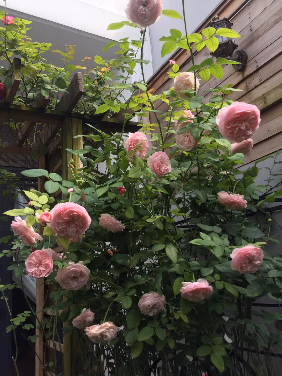  Anh Đức ưu tiên chọn các giống hồng phù hợp với thời tiết Sài Gòn. Ảnh NVCC