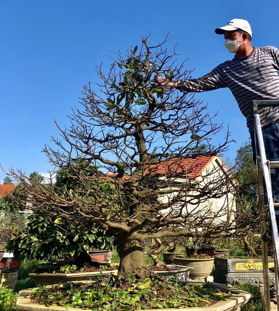 Anh Trương Quốc Thịnh (Thừa Thiên - Huế) chăm sóc cây mai cổ thụ với hy vọng hoa nở đúng dịp Tết Nhâm Dần. Ảnh: VĂN THẮNG Anh Trương Quốc Thịnh (Thừa Thiên - Huế) chăm sóc cây mai cổ thụ với hy vọng hoa nở đúng dịp Tết Nhâm Dần. Ảnh: VĂN THẮNG