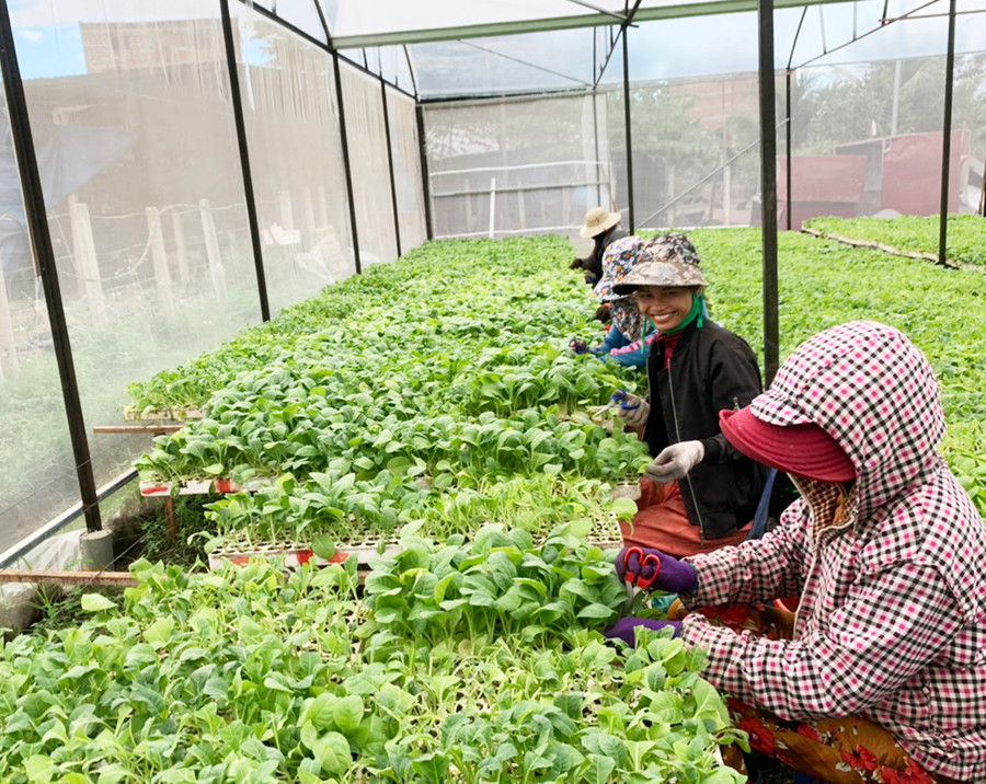  Người dân xã Ia Tul áp dụng khoa học kỹ thuật vào gieo cây giống trong nhà màng. Ảnh: V.C