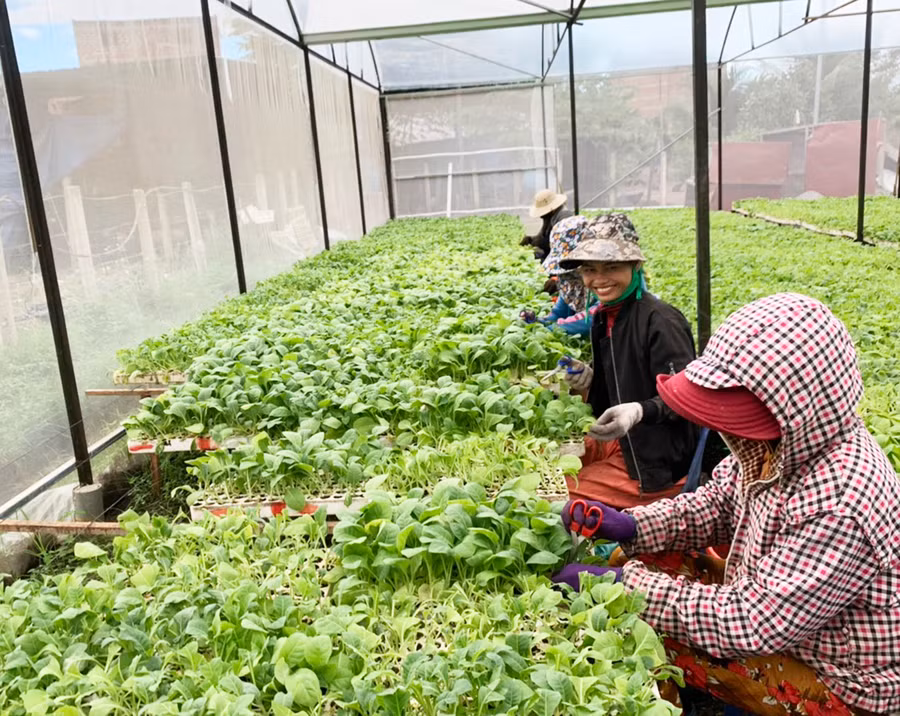  Người dân xã Ia Tul áp dụng khoa học kỹ thuật vào gieo cây giống trong nhà màng. Ảnh: V.C