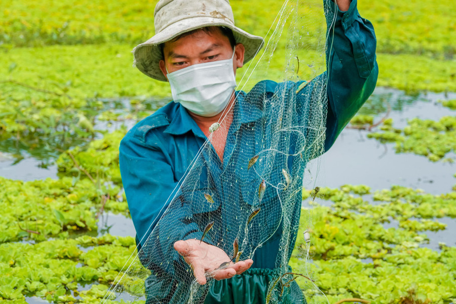 Nhân công thu hoạch cá bã trầu được nuôi cộng sinh với ốc. Ảnh: Duy Tân