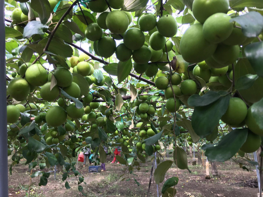 Vườn táo trồng theo hướng hữu cơ nhưng trĩu quả và năng suất rất cao