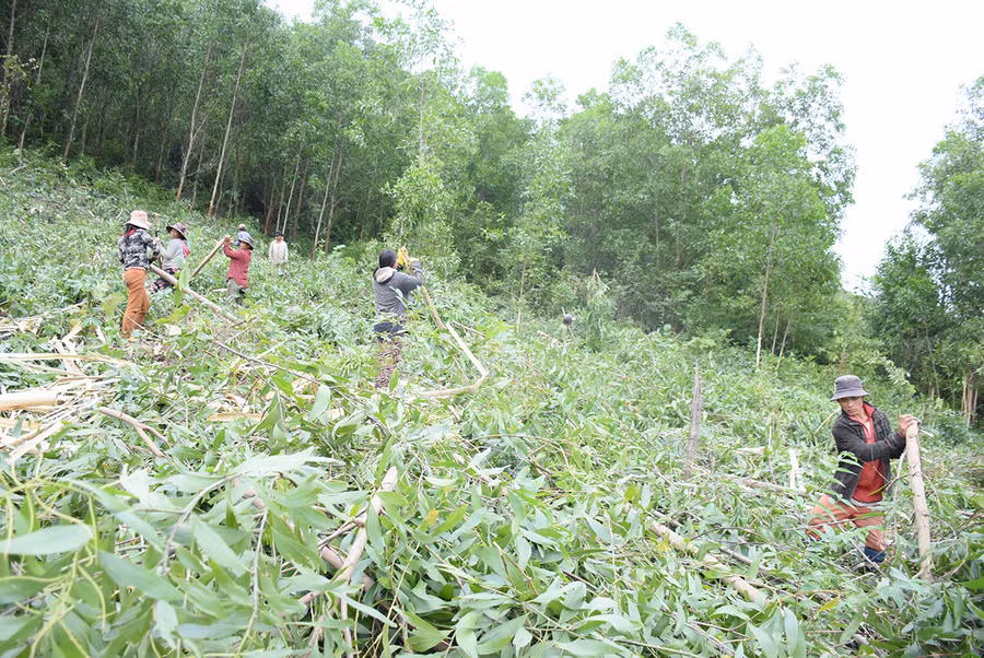  Xã Đak Song có đến 80% số hộ dân tham gia trồng rừng để cải thiện sinh kế, xóa đói giảm nghèo. Ảnh: Minh Nguyễn