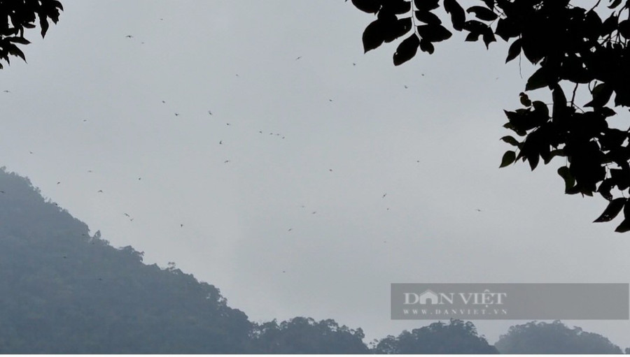 Chiều về những con dơi bay vào trú ẩn trong hang đá sâu. Ảnh: P V