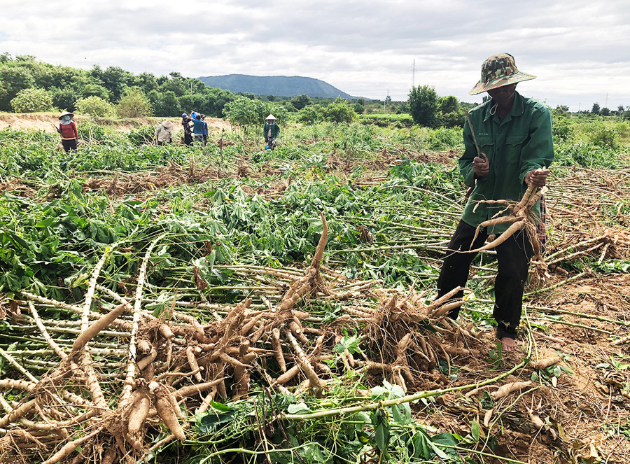 Người dân huyện Ia Pa thu hoạch mì. Ảnh: Lê Nam Người dân huyện Ia Pa thu hoạch mì. Ảnh: Lê Nam