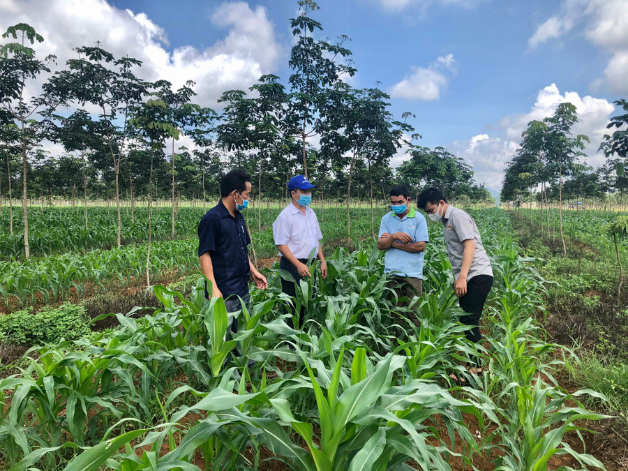 Ông Sơn-Trưởng phòng Nông nghiệp và PTNT (thứ 2 bìa trái) kiểm tra mô hình trồng bắp sinh khối. Ảnh: Lê Nam