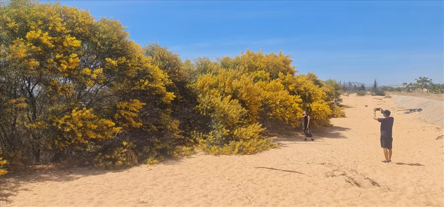 Hoa tràm vàng đang nở rực trên cung đường ven biển đúng dịp Tết dương lịch. Ảnh: DT