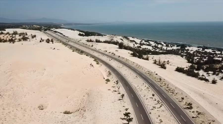 Cung đường ven biển Hòa Thắng - Hòa Phú mùa này có hoa tràm nở rực. Ảnh: DT