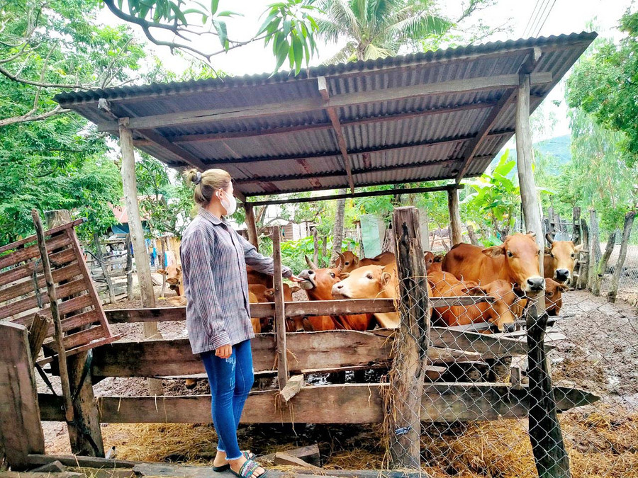 Phụ nữ xã Ia Rtô phát triển đàn bò sinh sản nhờ nguồn vốn vay từ Ngân hàng Chính sách Xã hội. Ảnh: Minh Châu