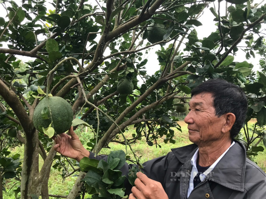 Trang trại được thiết kế theo mô hình vườn, ao chuồng một mô hình rất lý tưởng. Ảnh: C.T Trang trại được thiết kế theo mô hình vườn, ao chuồng một mô hình rất lý tưởng. Ảnh: C.T