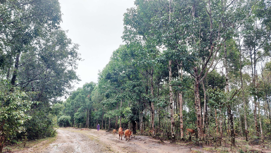 Rừng sao xanh tại làng A Mơng (xã Ia Mơ Nông, huyện Chư Păh) rộng hơn 20 ha. Ảnh: Hoành Sơn