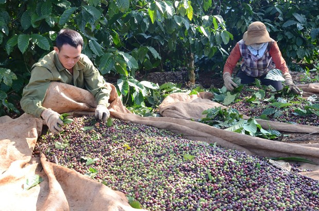 Nông dân thu hoạch càphê, loại cây công nghiệp có diện tích, sản lượng vào loại lớn nhất huyện Tuy Đức hiện nay. Ảnh: Hưng Thịnh/Vietnam+