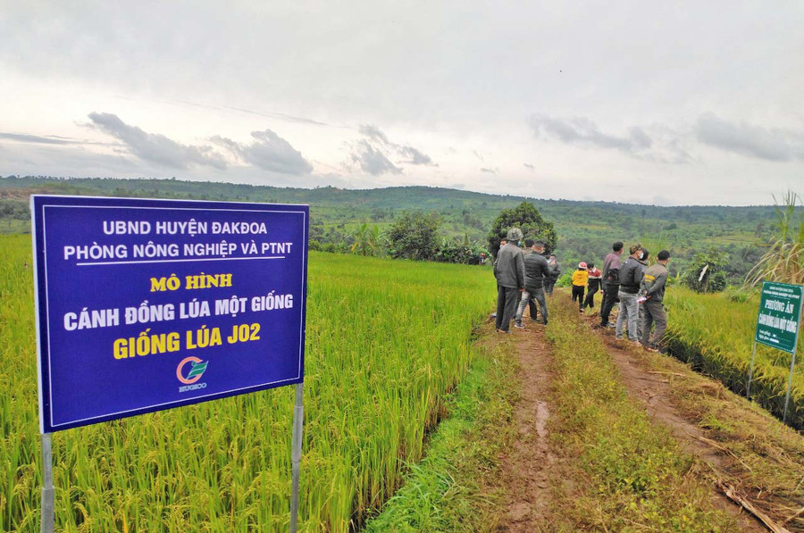 Người dân tham quan mô hình cánh đồng lúa một giống J02. Ảnh: Nguyễn Diệp Người dân tham quan mô hình cánh đồng lúa một giống J02