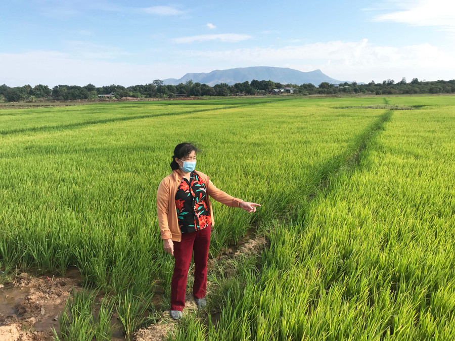 Bí thư Chi bộ kiêm trưởng làng Me kiểm tra cánh đồng