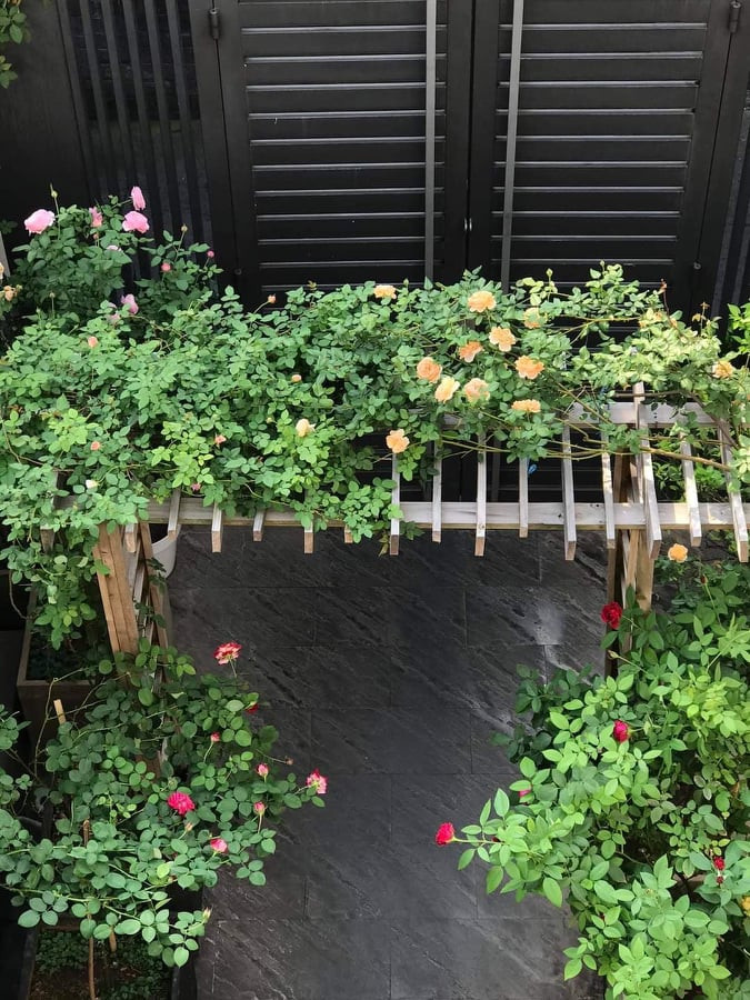 Giàn hoa trước cửa nhìn từ trên cao xuống. Ảnh: NVCC Giàn hoa trước cửa nhìn từ trên cao xuống. Ảnh: NVCC