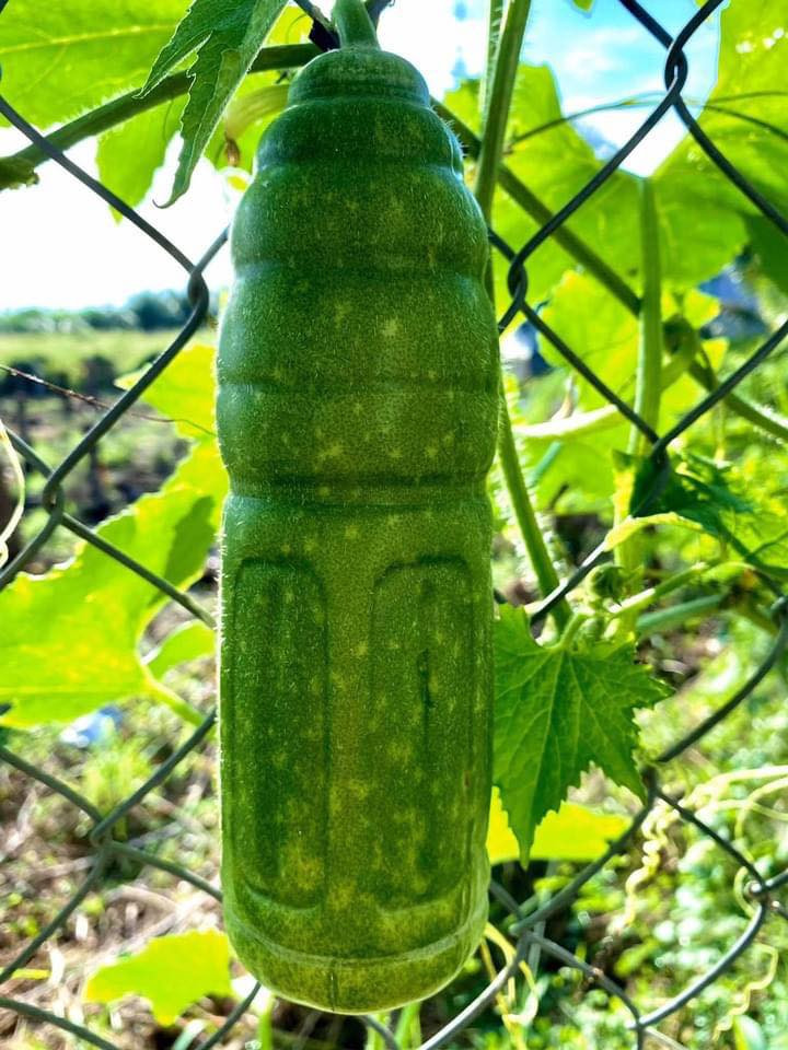  Quả bí hình chai nước vô cùng đặc biệt.