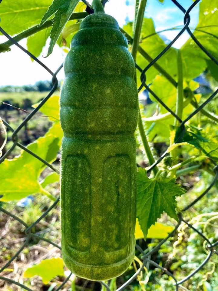  Quả bí hình chai nước vô cùng đặc biệt.