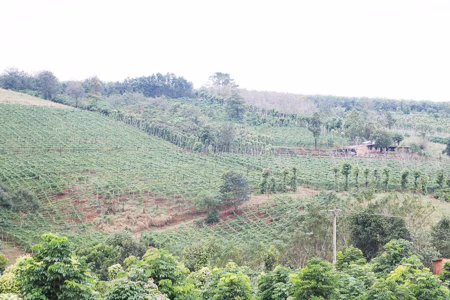 Huyện Ia Grai đang hình thành các vùng chuyên canh cây chanh dây gắn với nhà máy chế biến. Ảnh: Quang Tấn