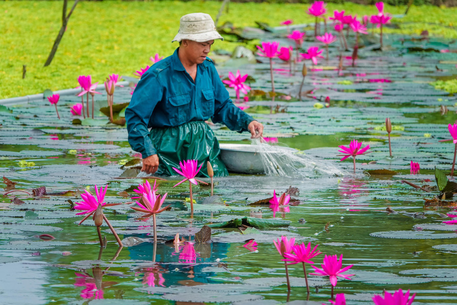 Ao nuôi được thả thủy sinh để tạo thức ăn tự nhiên cho ốc.
