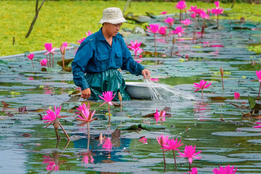 Ao nuôi được thả thủy sinh để tạo thức ăn tự nhiên cho ốc.