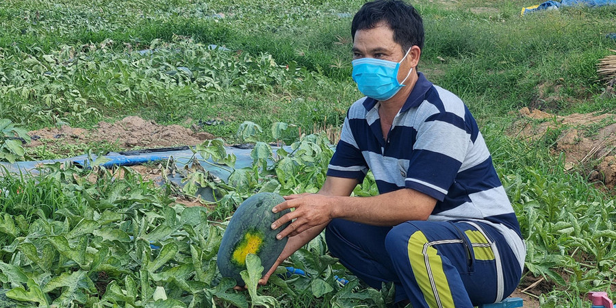 Anh Nguyễn Văn Tân (xã Nhơn Phúc, thị xã An Nhơn, tỉnh Bình Định) lo lắng vì dưa hấu khó tiêu thụ. Ảnh: Hà Phương Anh Nguyễn Văn Tân (xã Nhơn Phúc, thị xã An Nhơn, tỉnh Bình Định) lo lắng vì dưa hấu khó tiêu thụ. Ảnh: Hà Phương