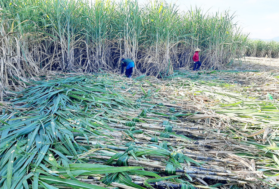 Nông dân các huyện, thị xã khu vực Đông Nam tỉnh Gia Lai thu hoạch mía. Ảnh: Nguyễn Diệp Nông dân các huyện, thị xã khu vực Đông Nam tỉnh Gia Lai thu hoạch mía. Ảnh: Nguyễn Diệp