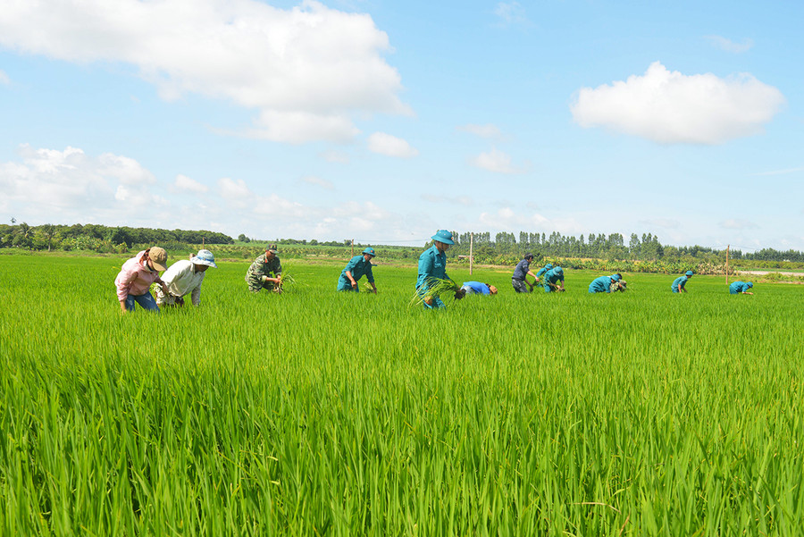  Lực lượng vũ trang huyện Ia Pa giúp người dân xã Pờ Tó làm lúa nước. Ảnh: Anh Huy