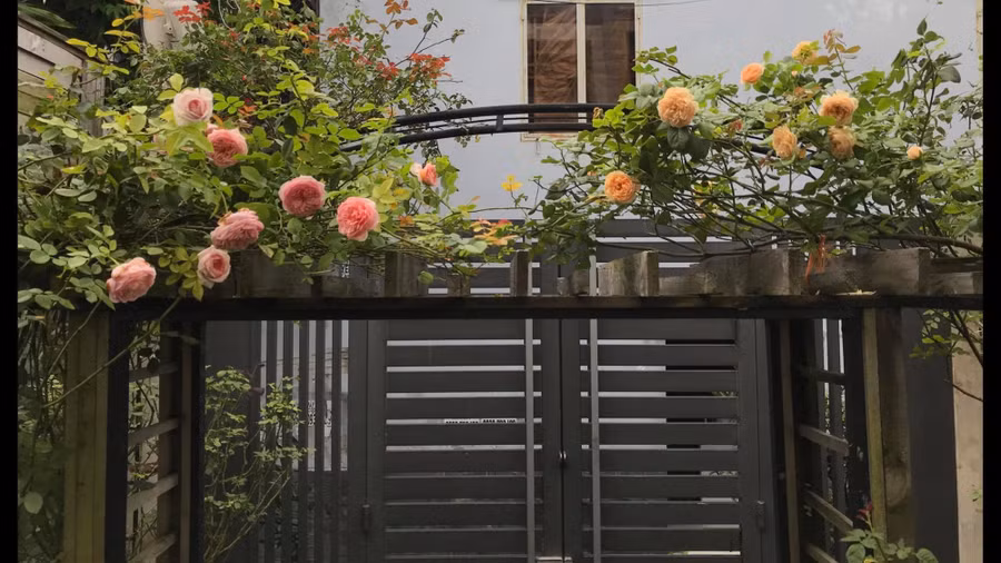 Cổng vòm được thiết kế để hoa leo phát triển. Ảnh: NVCC