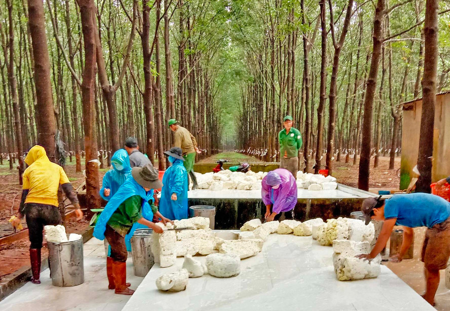  Công nhân đang thu hoạch mủ phụ. Ảnh: