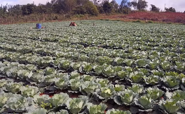 Tuy Đức là địa phương có khí hậu, thổ nhưỡng phù hợp để đa dạng hóa cây trồng, vật nuôi. Ảnh: Hưng Thịnh/Vietnam+