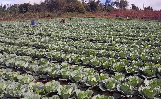 Tuy Đức là địa phương có khí hậu, thổ nhưỡng phù hợp để đa dạng hóa cây trồng, vật nuôi. Ảnh: Hưng Thịnh/Vietnam+