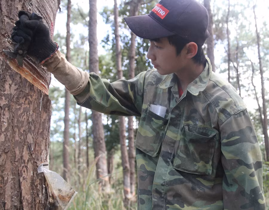 Nguyễn Duy Nguyên (17 tuổi), con trai thứ 2 của chị Liễu đã phải bỏ học từ năm lớp 5 để theo mẹ đi cạo nhựa thông. Ảnh: Kỳ Phú