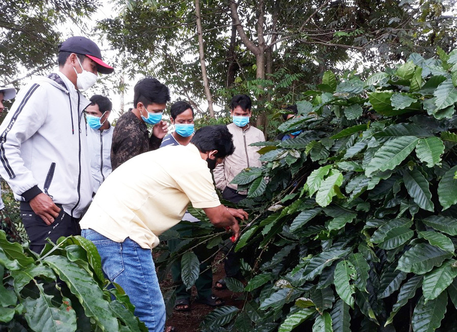 Học viên Trung tâm GDNN-GDTX huyện Ia Grai trong buổi học về kỹ thuật cắt cành cho cây cà phê. Ảnh: Thiên Di Hướng dẫn kỹ thuật cắt cành cho cây cà phê. Ảnh: Thiên Di