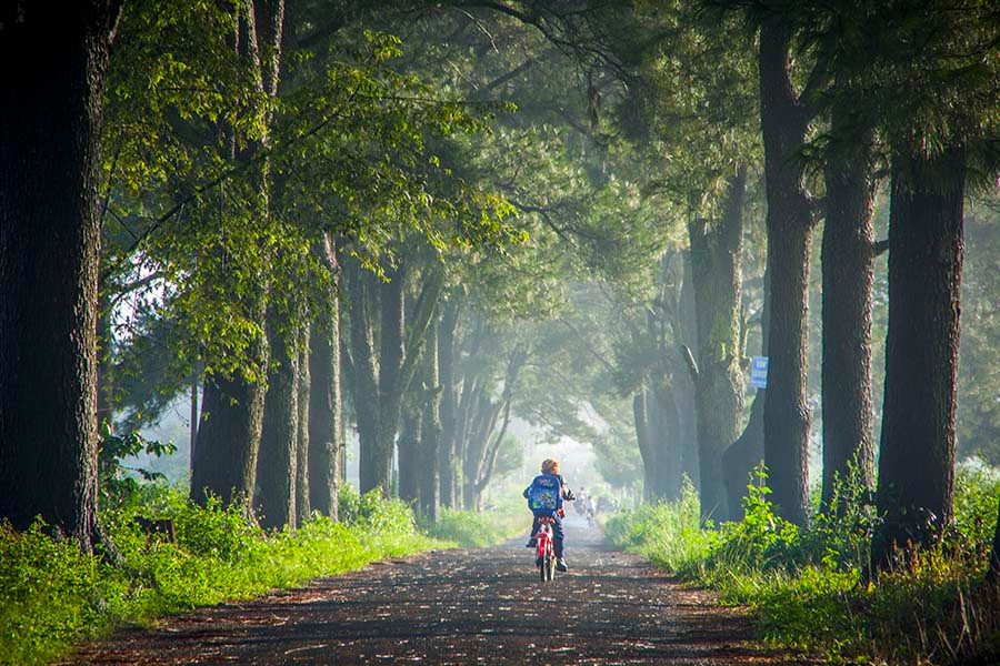 Hàng thông Biển Hồ chè thơ mộng vào sáng sớm. Ảnh: Doãn Vinh Hàng thông Biển Hồ chè thơ mộng vào sáng sớm. Ảnh: DOÃN VINH