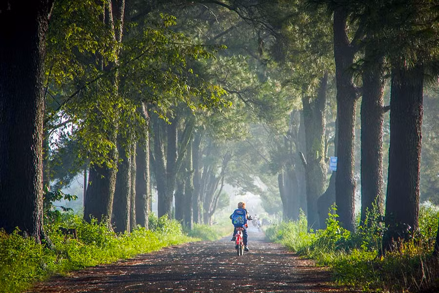 Hàng thông Biển Hồ chè thơ mộng vào sáng sớm. Ảnh: DOÃN VINH