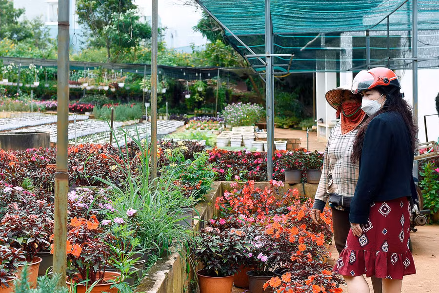 Vườn hoa của bà Lê Thị Tuyết (tổ 10, phường Phù Đổng, TP. Pleiku) chăm sóc các loại cung cấp cho thị trường Tết. Ảnh: Đức Thụy