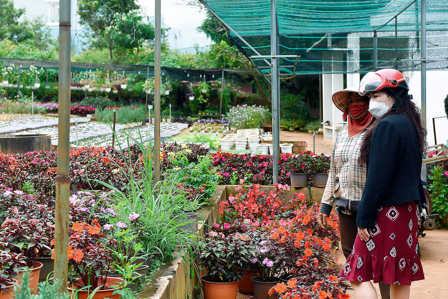 Vườn hoa của bà Lê Thị Tuyết (tổ 10, phường Phù Đổng, TP. Pleiku) chăm sóc các loại cung cấp cho thị trường Tết. Ảnh: Đức Thụy