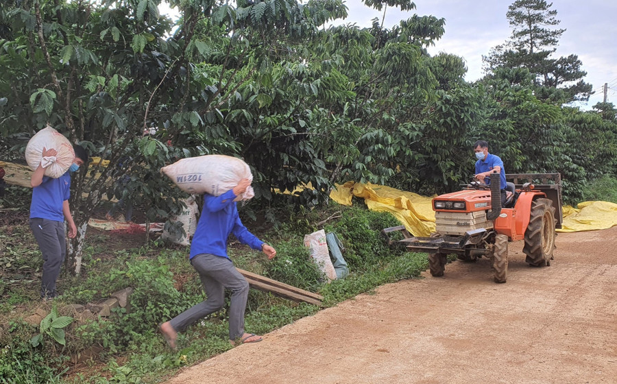 Thực hiện mô hình hái cà phê "vần công" sẽ phần nào giải được bài toán thiếu nhân công do dịch Covid-19 trên địa bàn tỉnh Lâm Đồng. Ảnh: Cộng tác viên. Thực hiện mô hình hái cà phê