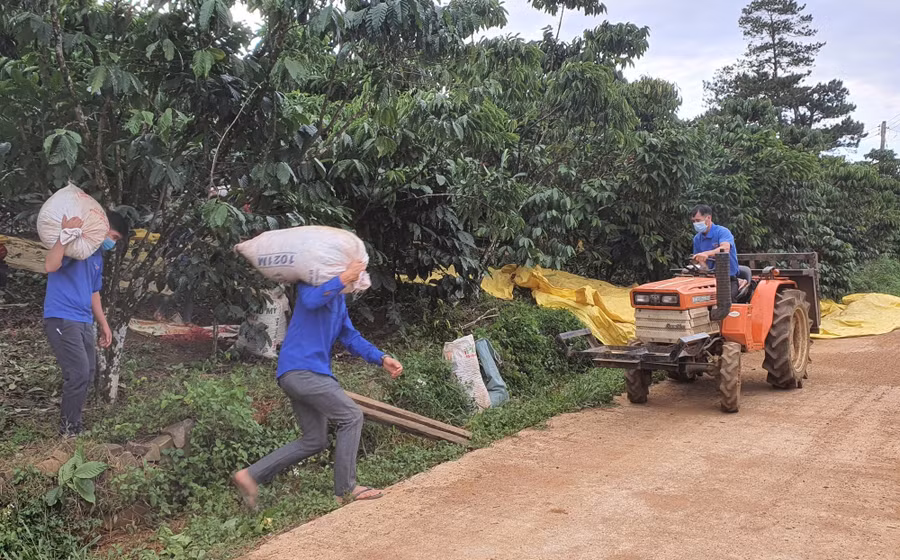 Thực hiện mô hình hái cà phê 