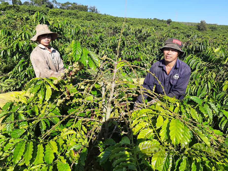 Anh Phạm Văn Vêm (phải) và con trai lên Đăk Hà hái cà phê thuê để có tiền sắm Tết. Ảnh: Hoàng Lộc