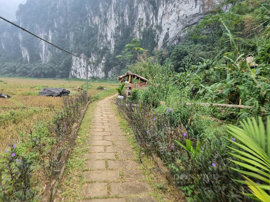 Đường đến hang dơi Kho Mường hai bên đường được trồng hoa xanh mát. Ảnh: P V