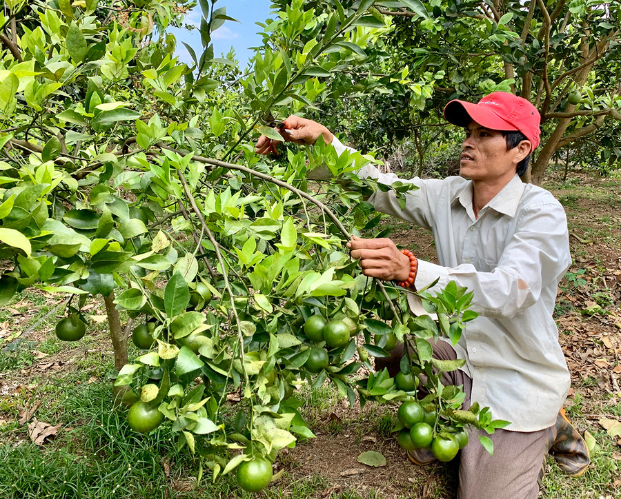 Đời sống người dân huyện Chư Prông ngày càng được nâng cao nhờ chuyển đổi cây trồng phù hợp. Ảnh: Nhật Hào