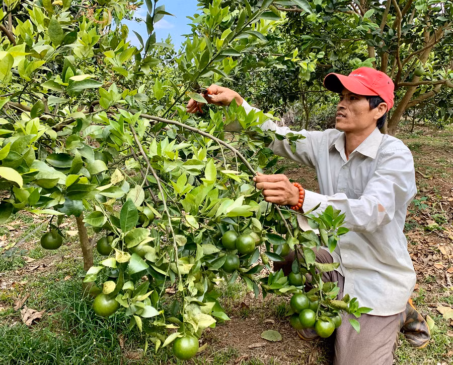 Đời sống người dân huyện Chư Prông ngày càng được nâng cao nhờ chuyển đổi cây trồng phù hợp. Ảnh: Nhật Hào
