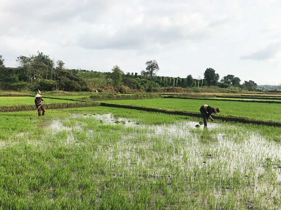 Nông dân xã Glar (huyện Đak Đoa) chăm sóc lúa Đông Xuân. Ảnh: Nguyễn Hồng Nông dân xã Glar (huyện Đak Đoa) chăm sóc lúa Đông Xuân. Ảnh: Nguyễn Hồng
