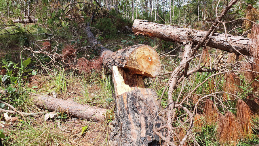 Các dự án ở 2 huyện Đức Trọng và Lâm Hà đã để mất hơn 777 ha rừng. Ảnh: Gia Bình